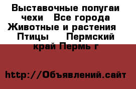 Выставочные попугаи чехи - Все города Животные и растения » Птицы   . Пермский край,Пермь г.